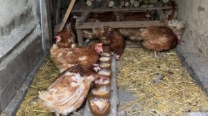 Годовалые куры несушки с птицефабрики!!!