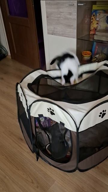 Роки играет