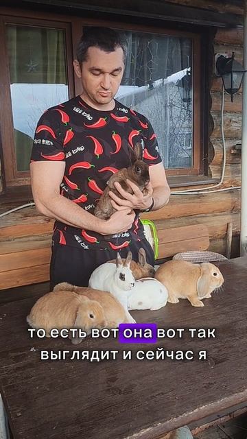 Выбираем декоративных кроликов