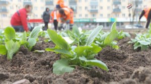 В Серпухове появляются первые клумбы