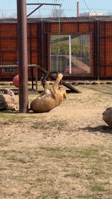 Шина-убийца или любимая игрушка львов