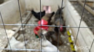 15-04-2026. КАКА-КА стала мамой 🐣🤗