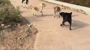 Привет Я Индия ДЕТИ ВЫРОСЛИ СКОРО СВАДЬБА ПРОЩАНИЕ С ПЛЕМЯННИЦЕЙ И РАЗГОВОР НАЧИСТОТУ