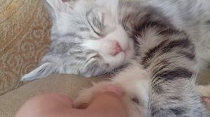 моя любимая кошечка Нэнси ☺️☺️🫶