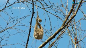 Лебеди вернулись в Кронштадт, домовитый ремез вяжет весенние варежки, а куница ищет невесту