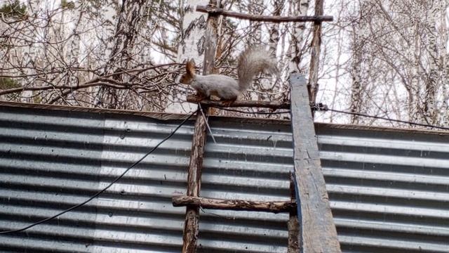 белки проснулись