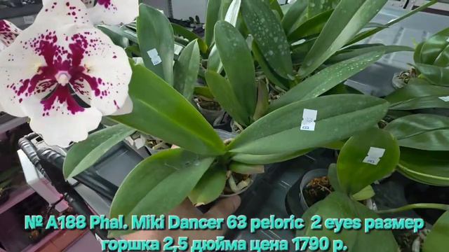 № А188 Phal. Miki Dancer 63 Peloric  2 Eyes размер горшка 2,5 дюйма