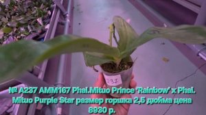 № А237 AMM167 Phal.Mituo Prince Rainbow х Phal. Mituo Purple Star размер горшка 2,5 дюйма