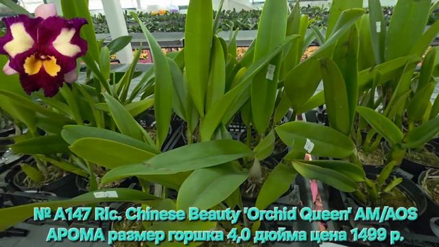 № А147 Rlc. Chinese Beauty 'Orchid Queen' AM/AOS АРОМА размер горшка 4,0 дюйма