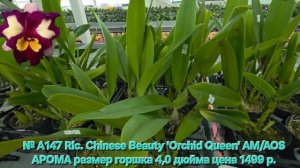 № А147 Rlc. Chinese Beauty 'Orchid Queen' AM/AOS АРОМА размер горшка 4,0 дюйма