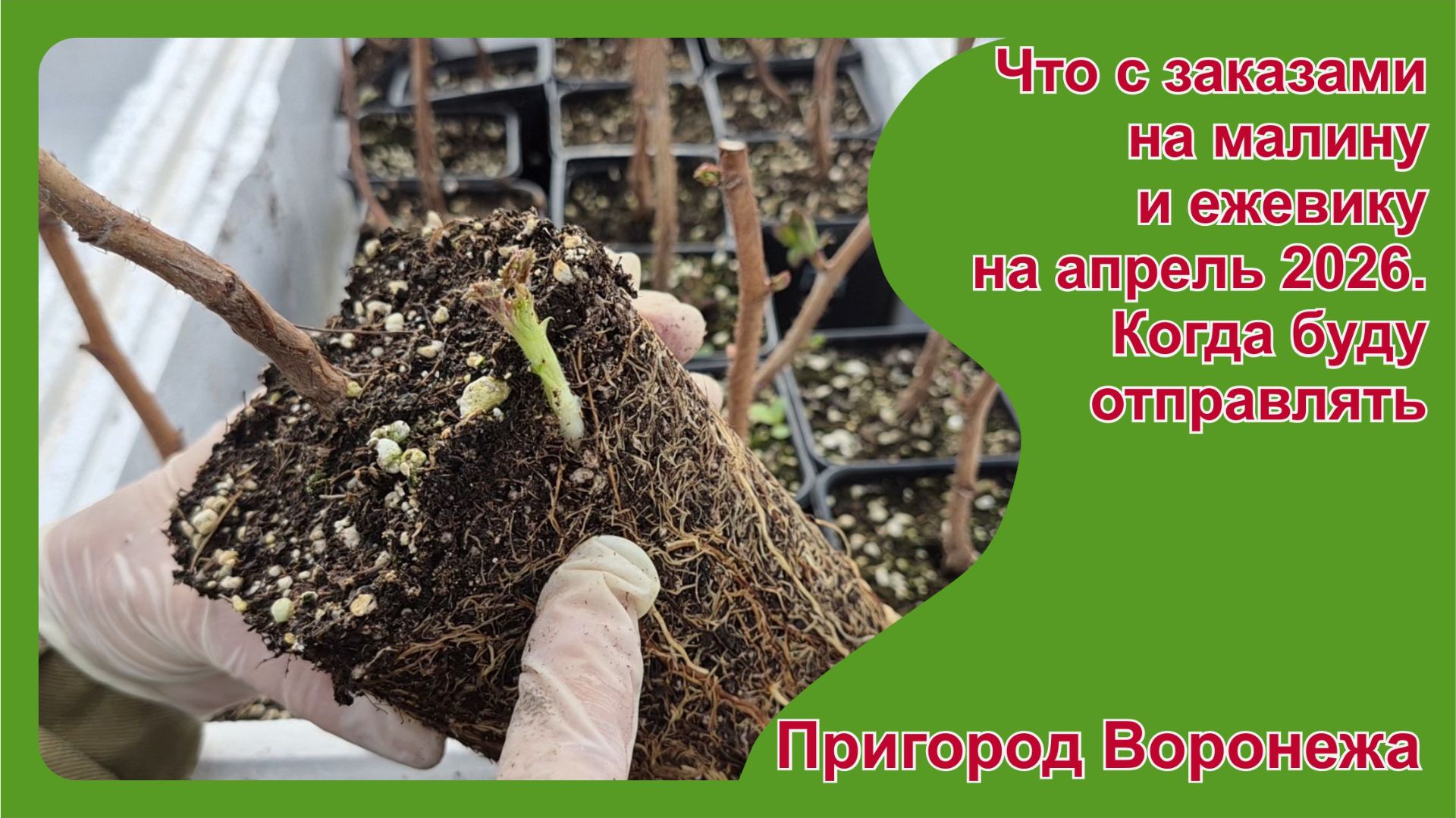 Что с заказами на малину и ежевику на апрель 2026. Когда буду отправлять
