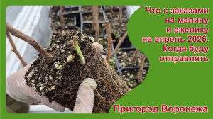 Что с заказами на малину и ежевику на апрель 2026. Когда буду отправлять