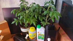 15.04.26 Зацветают первые томатики. Обогрев теплицы и другие покупки.Болталочка