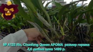 № А132 Rlc. Chunfong Queen АРОМА  размер горшка 4,0 дюйма
