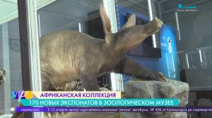 «Африканская коллекция»: выставка новых экспонатов в Зоологическом музее