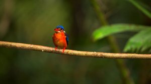 М.Блантер Воспоминание Ансамбль Мелодия.