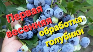 Обрезка голубики весной - на что важно обращать внимание и как правильно формировать.