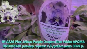 № А226 Phal. Mituo Purple Dragon Blue White АРОМА ВОСКОВИК размер горшка 2,5 дюйма