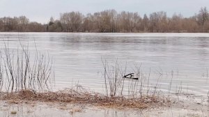 Берега, берега моей жизни ( 14 апреля)