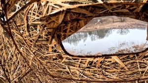 Весенняя охота на селезня. Посадил