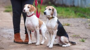 На Тверском бульваре выставят арт-объекты о домашних питомцах