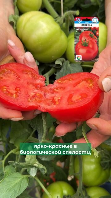 Неприхотливый сорт томата Олюшка