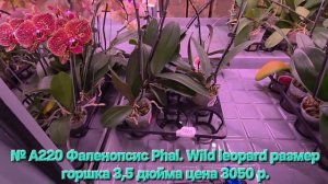№ А220 Фаленопсис Phal. Wild leopard размер горшка 3,5 дюйма