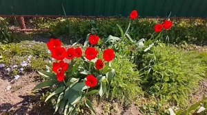 Красные тюльпаны 2026.04.15