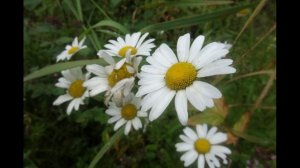 Г.Табидзе. Пер. Б.Ахмадулиной. Мир состоит из гор...