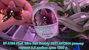 № А196 Phal. Miro Sun Beauty 3521 АРОМА размер горшка 2,5 дюйма