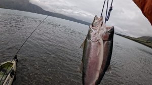 Ловить много голодных рыб