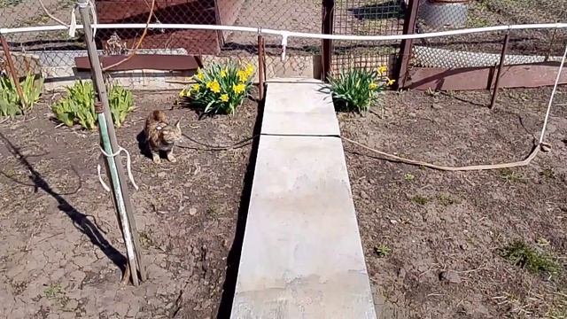 Моя кошка Маська сегодня поехала на дачуХороший денёк Жизнь в провинцииРоссия 