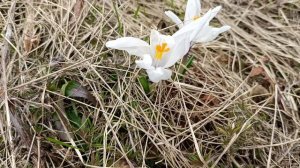 Распускаются первые весенние цветы