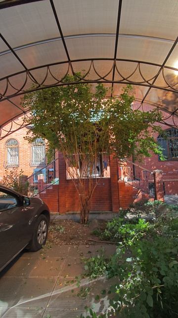 жасмин или что бушник