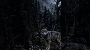 человек и волк