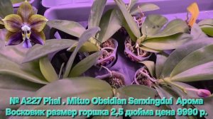 № А227 Phal . Mituo Obsidian Sanxingdui  Арома Восковик размер горшка 2,5 дюйма