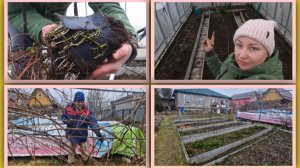 Достала прикоп. Посеяла редис в теплице и разную зелень. Кардинально поступили с виноградом