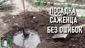 Как посадить саженец Главные правила посадки плодовых саженцев