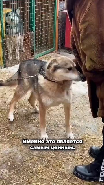 Почему мы так сильно любим хвостиков | Искренность