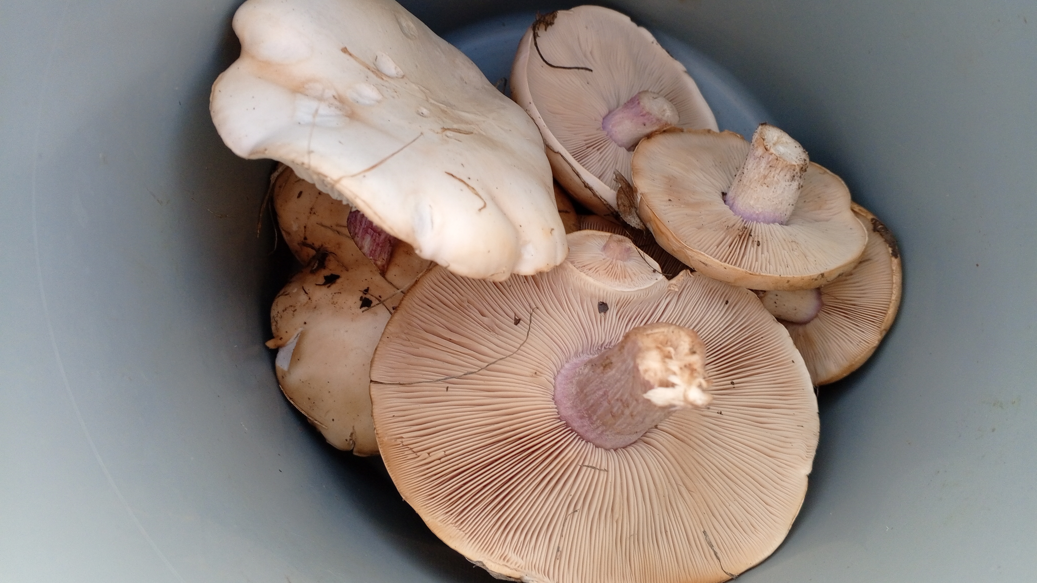 Первая синеножка в этом году