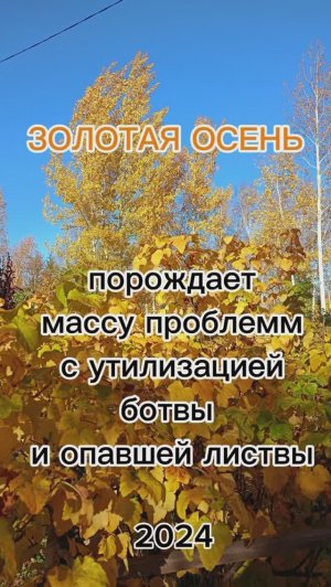 Золотая осень 2024