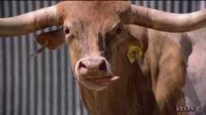 А белый лебедь на пруду ... (клип)