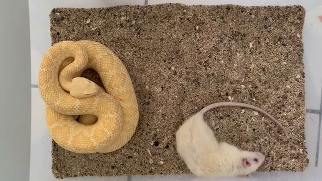 SNAKE EATS MOUSE-Змея есть в загоне мышь !!!!