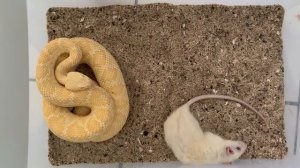 SNAKE EATS MOUSE-Змея есть в загоне мышь !!!!