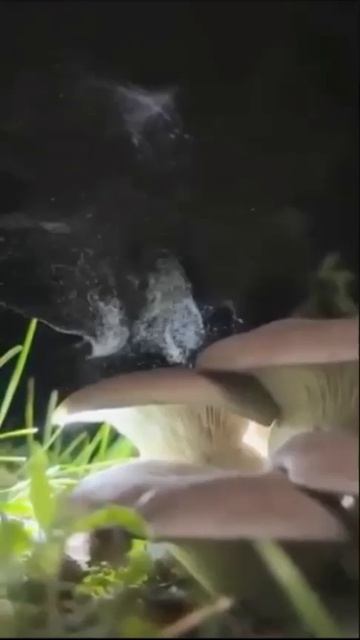 Грибы, как и споры плесени такие же и ОПГ в квартирах культивируют, заболеть жертву и кв отнять