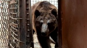 Медведя Степу спасли в Челябинской области