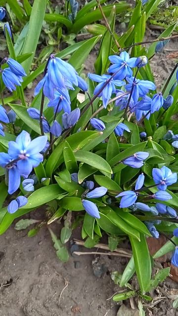 Весенний первоцвет цвета неба - пролеска