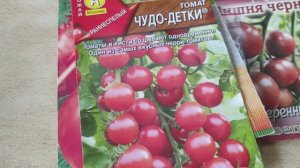 Дела на участке и посев помидор в середине апреля.