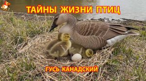 Тайны жизни птиц в природе –  Гусь канадский