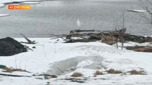 БЕЛУЮ ЦАПЛЮ СНЯЛИ НА ВИДЕО В УСТЬ-КАМЧАТСКЕ • БЕЗ КОММЕНТАРИЕВ